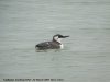 Guillemot at Southend Pier (Steve Arlow) (36069 bytes)